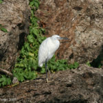 little egret, egrette garzette